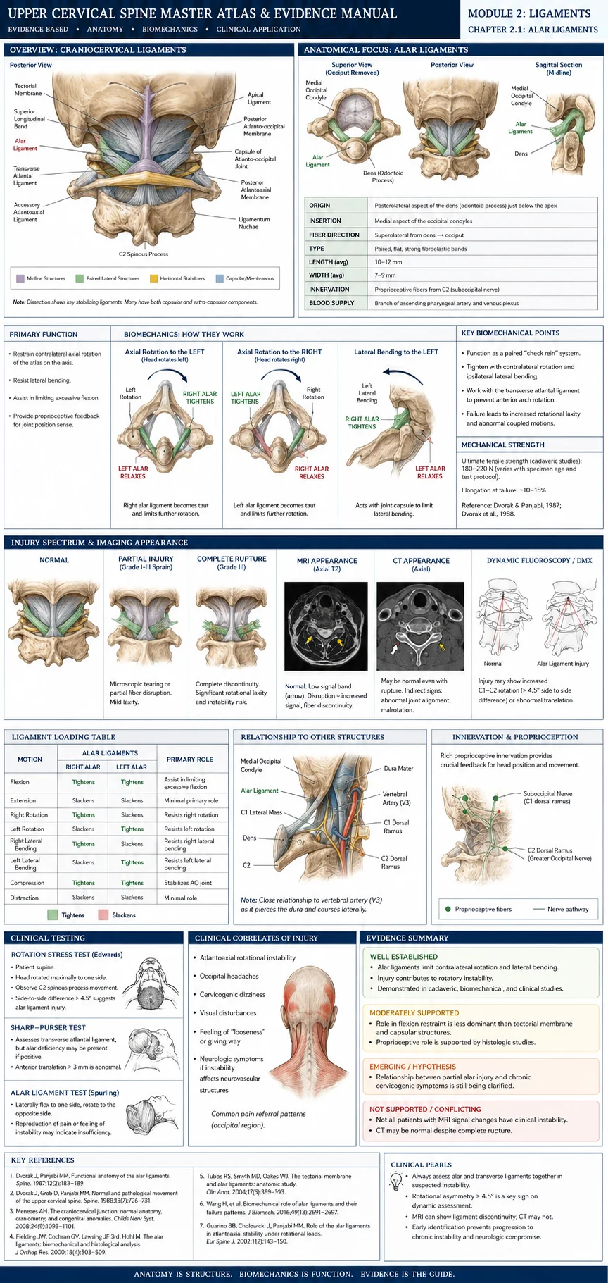Upper cervical spine anatomy reference showing the occiput, atlas, axis, and supporting ligaments